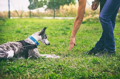 Trener Psów Wet Nose Team Anna Stokowska